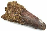 Fossil Spinosaurus Tooth - Feeding Worn Tip #376388-1